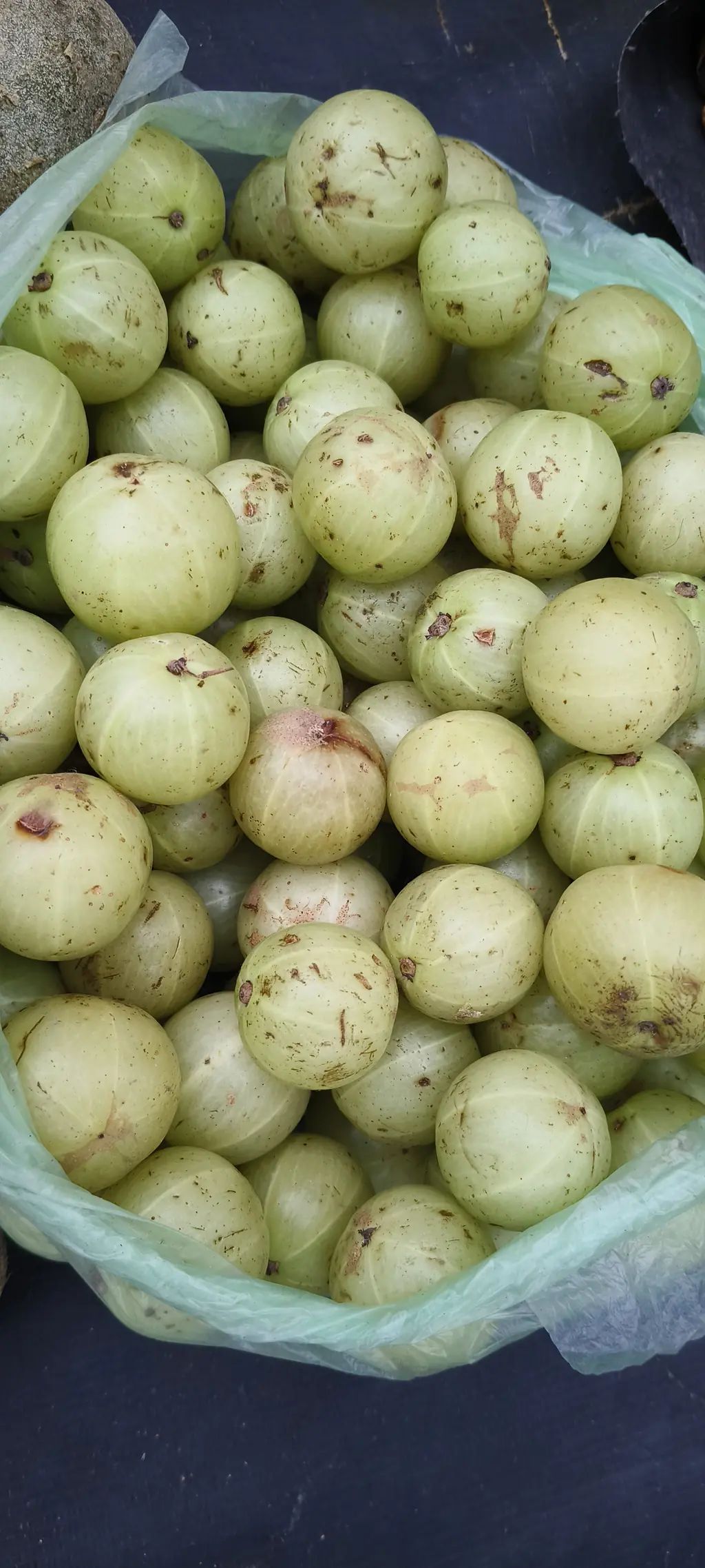 Fresh green amla (Indian gooseberry, Phyllanthus emblica) fruits