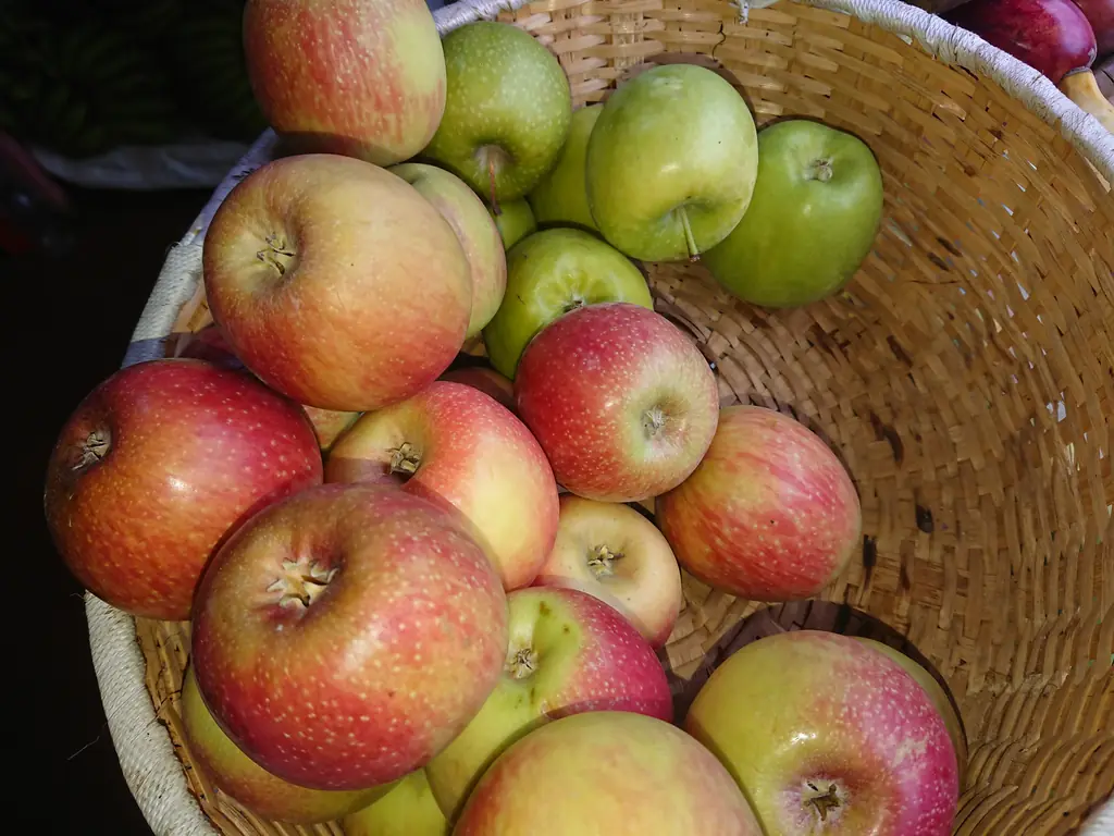 Basket of red and green apples, freshly picked