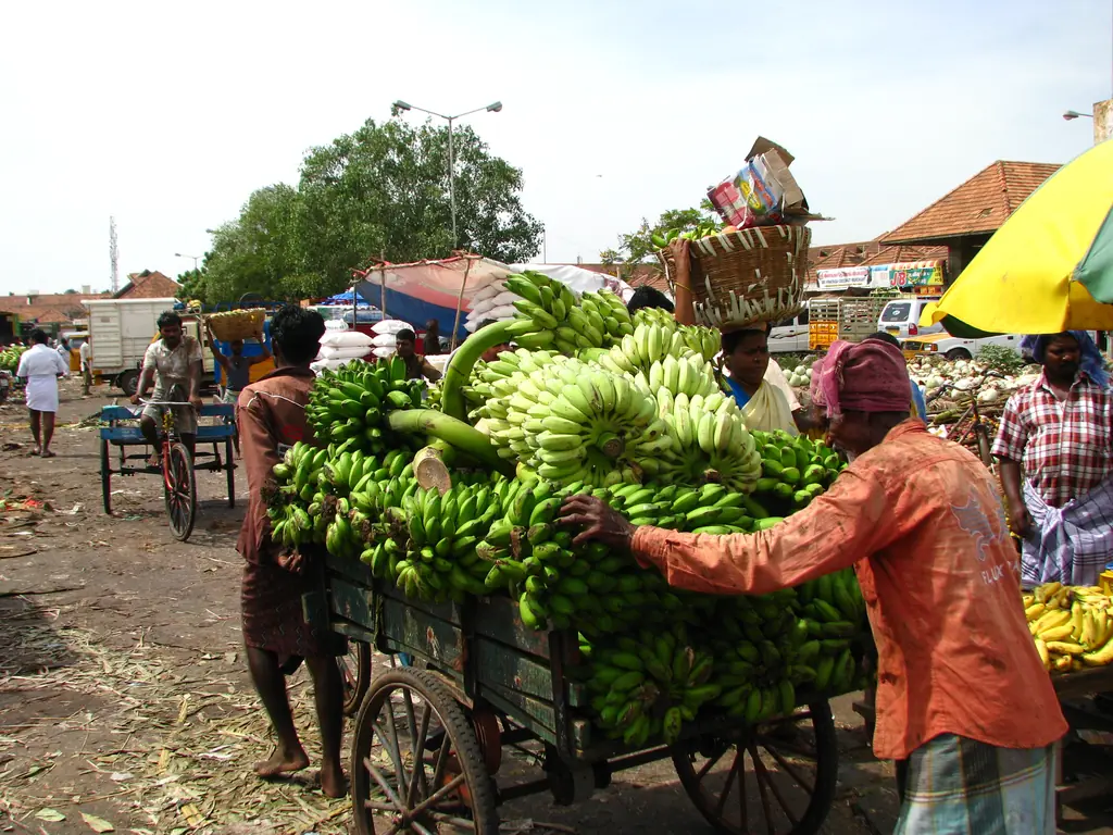 Green banana bunches loaded on a handcart at Koyambedu wholesale market, Chennai