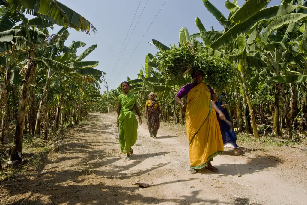 Banana plantation in Karnataka with women carrying harvested banana leaves along a farm track