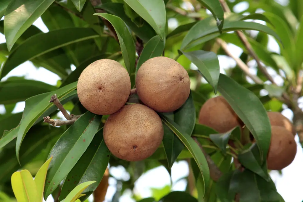 Chikoo (sapodilla) fruits growing on the tree