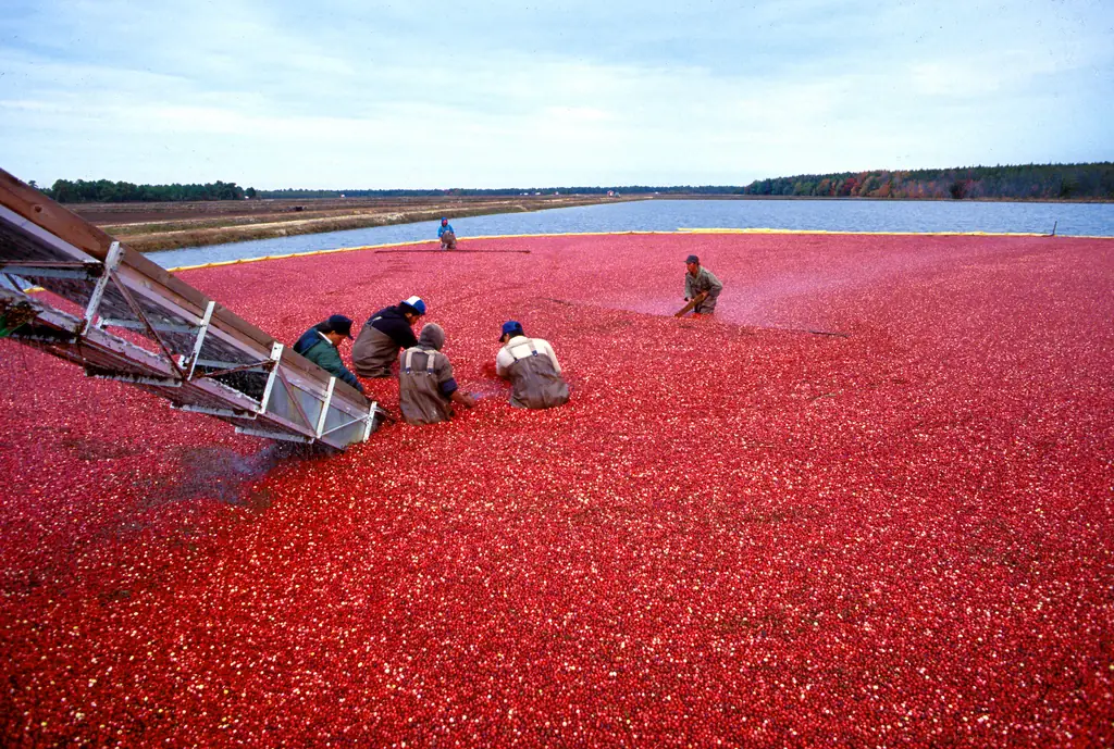 Cranberry bog at harvest, covered with floating red berries