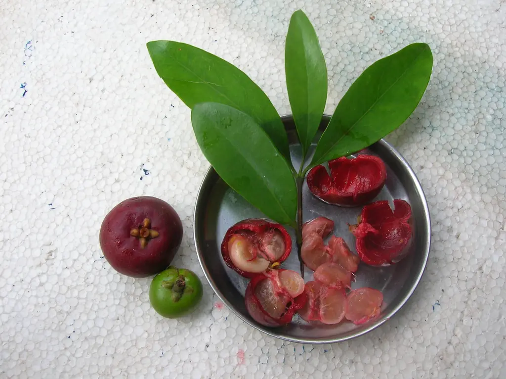 Kokum (Garcinia indica) fruits cut open to show red pulp, with seeds, rinds and leaves