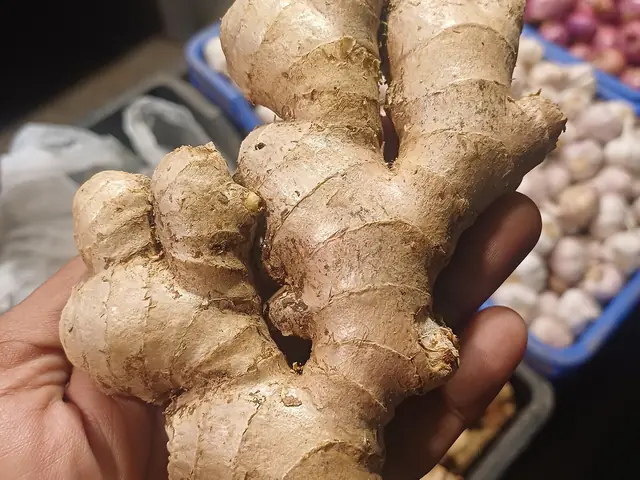 Fresh ginger root held in a hand