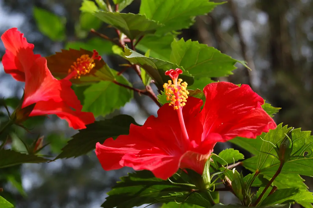 Red hibiscus (Hibiscus rosa-sinensis) flowers among green leaves