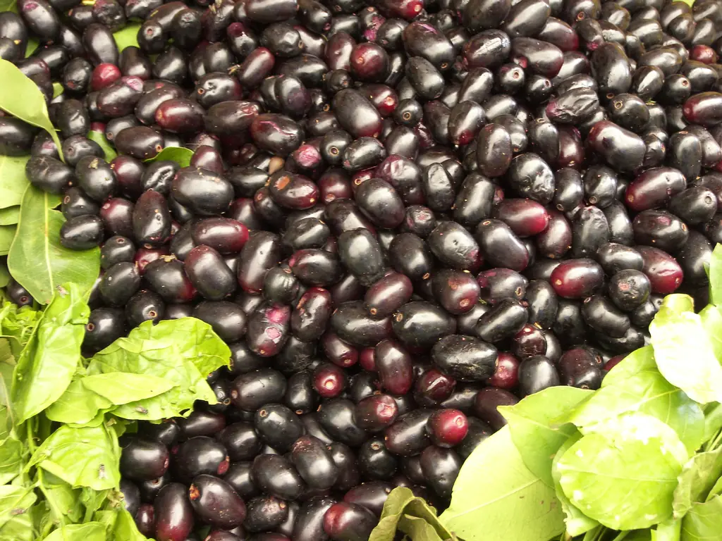 Ripe jamun berries heaped among leaves