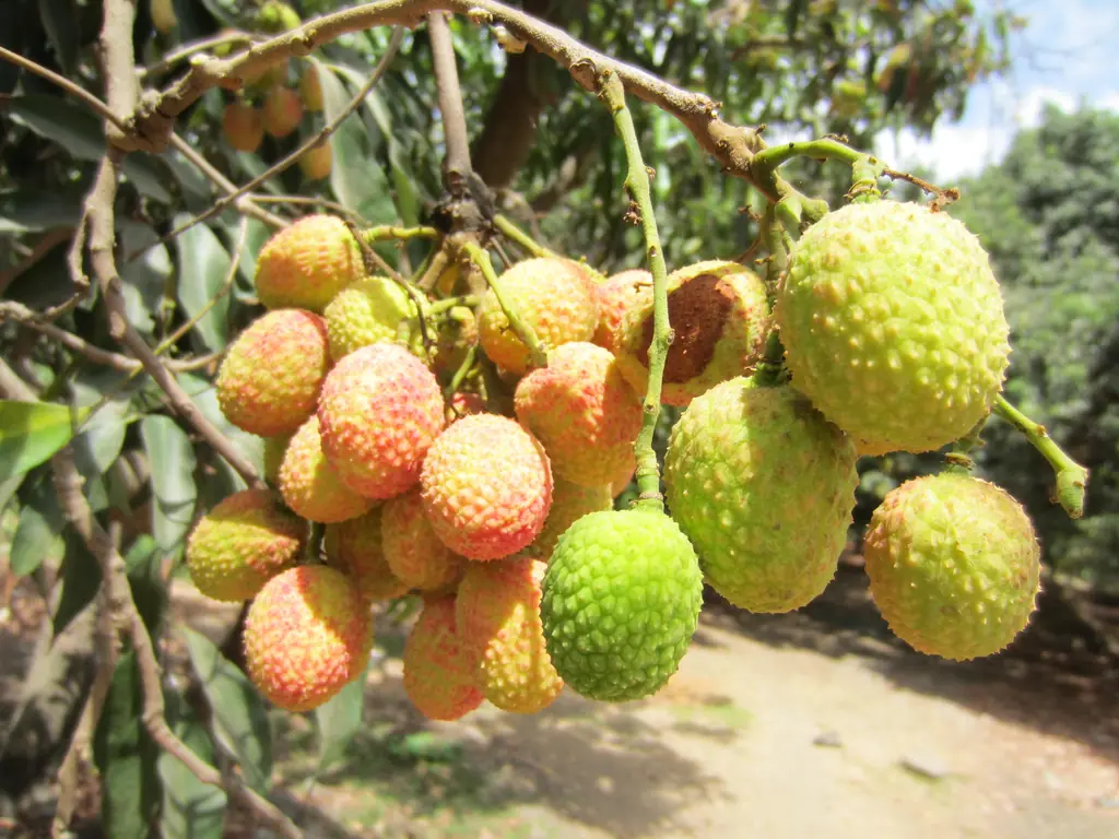 Bunches of litchi ripening from green to pink on a tree at Golvad, Dahanu, Maharashtra