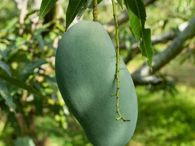 A raw mango hanging on the tree
