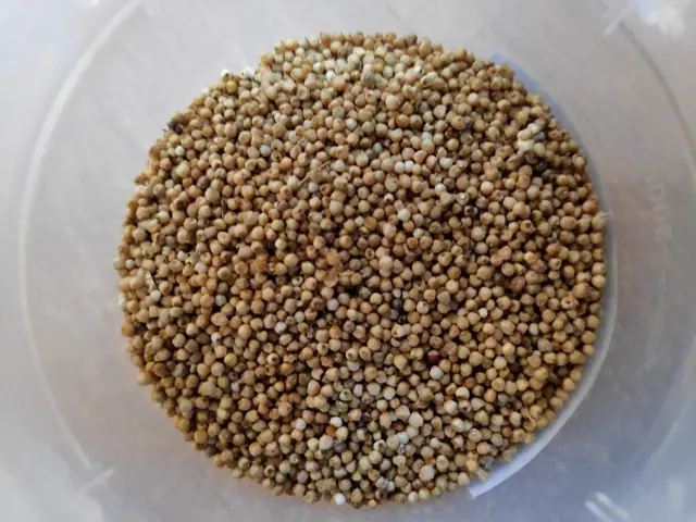 Millet grains in a bowl