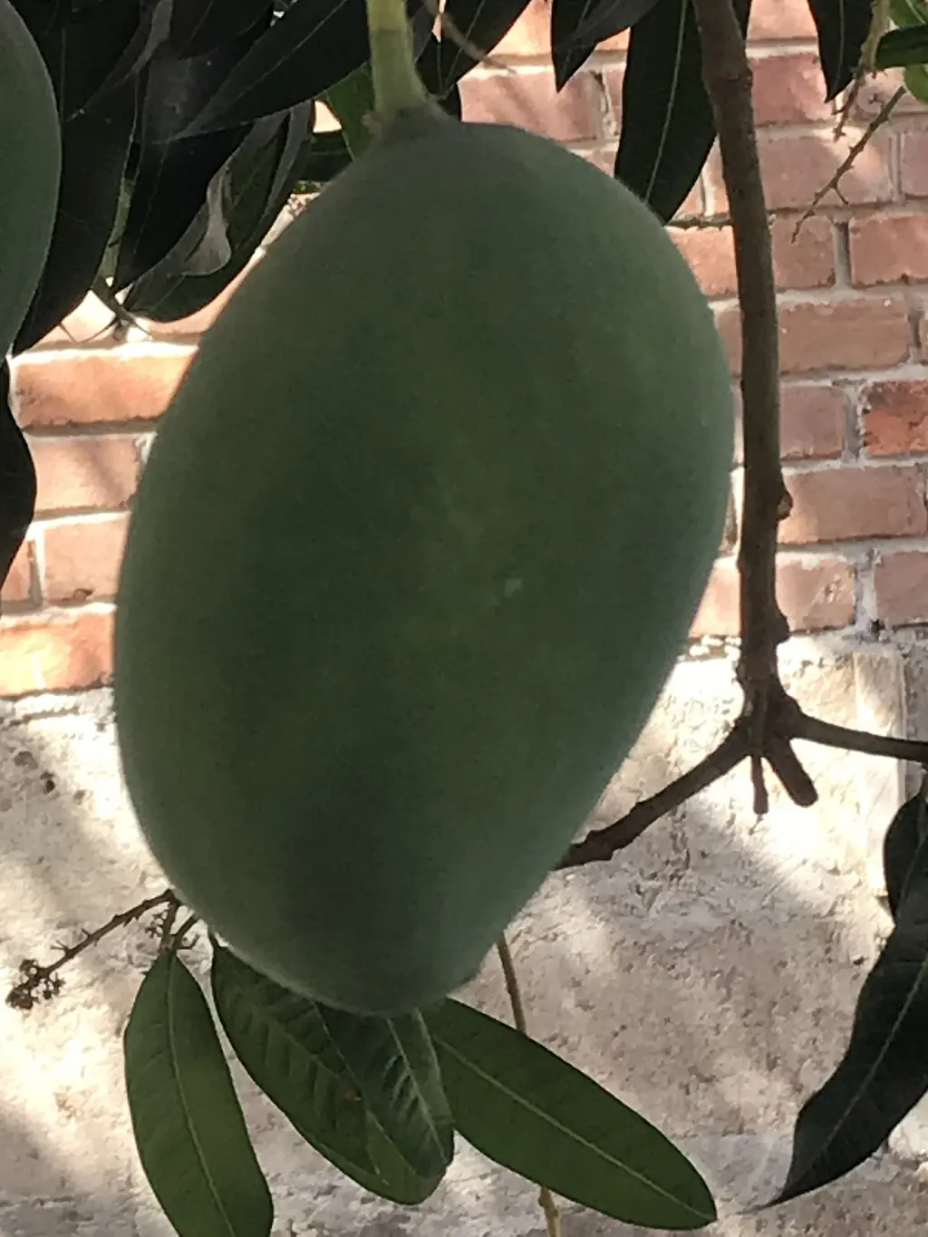 A green raw mango (kairi) hanging on the tree