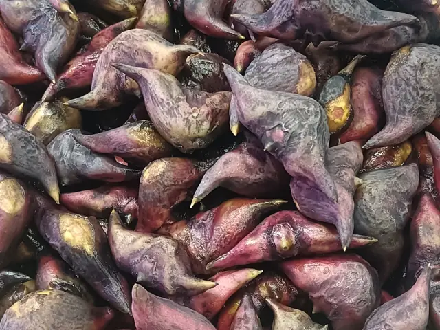 Fresh singhara (water chestnuts) in their purple shells