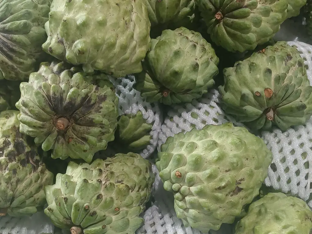 Sitaphal (custard apple) fruits piled together