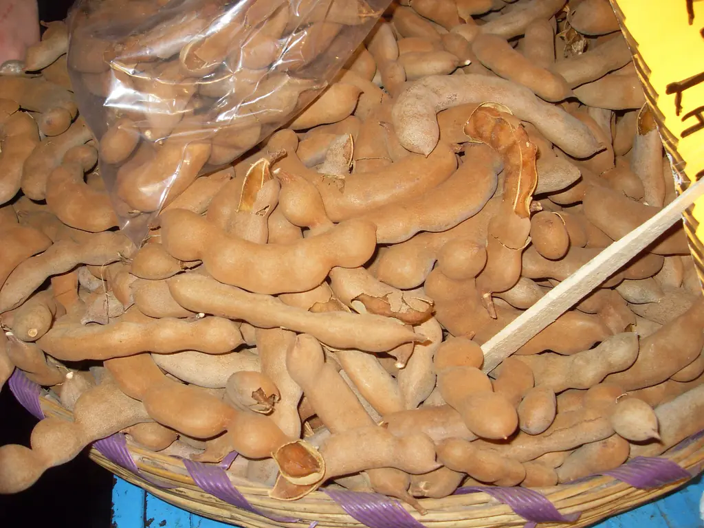 Ripe brown tamarind pods heaped in a market basket
