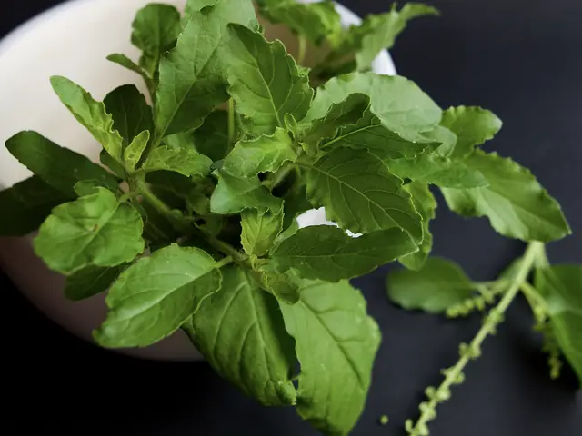A fresh sprig of tulsi (holy basil)
